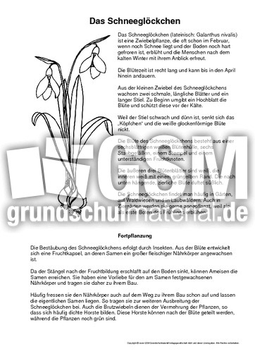 Das-Schneeglöckchen-mit-Abbildung.pdf